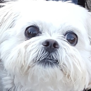 Team Page: Frankie's Friends & Family